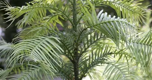 Живые ископаемые в саду