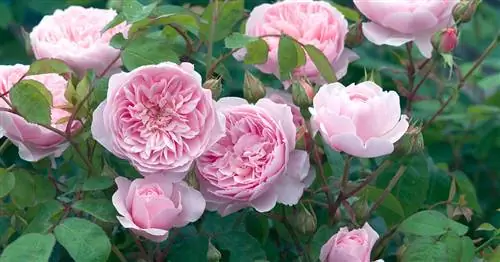 Усталость почвы: Когда розы не растут