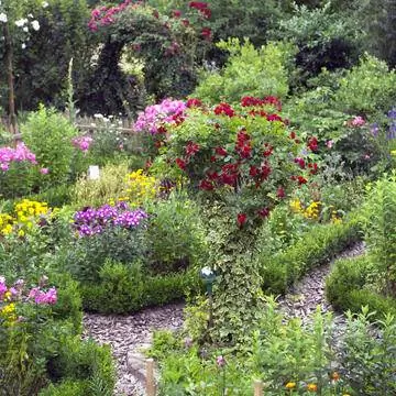 Коттеджный сад с розами и самшитом