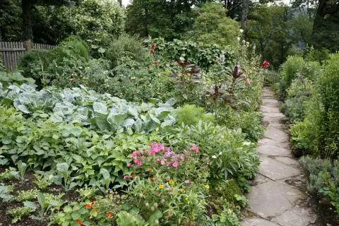 Огород на дачном участке