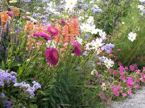 летние цветы