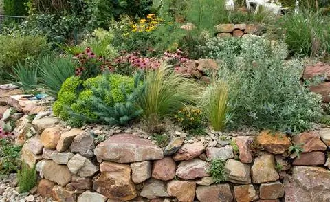 растения в альпинарии