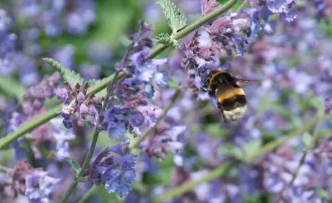 Кошачья мята (Непета)