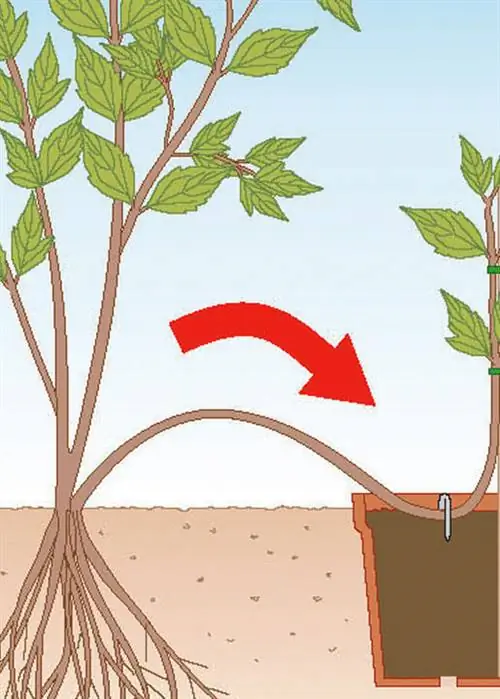 Выбросьте побеги клематиса