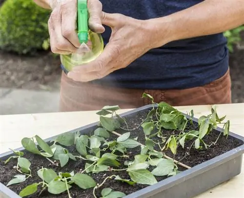 Струйные черенки