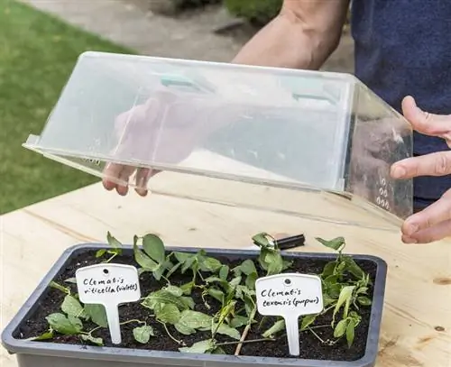 Наденьте крышку мини-теплицы