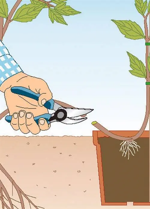 Обрезать побеги клематиса