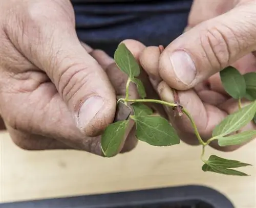 удалить листья