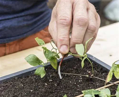 Горшок для черенков