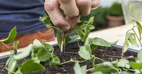 Размножение клематисов: это так просто