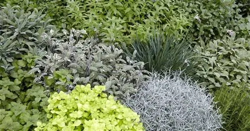 Как правильно посадить травяной сад