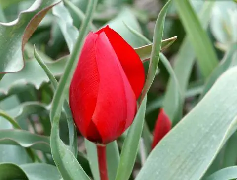 Тюльпан Уилсона (Tulipa wilsoniana)