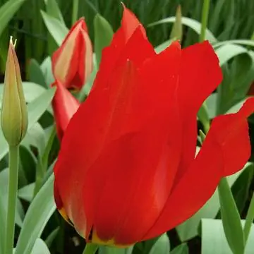 Тюльпан Эйхлери