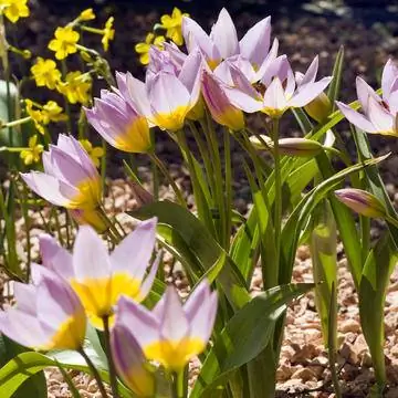 Тюльпан саксатилис