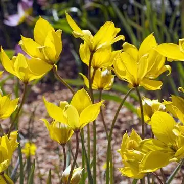 Тюльпан обыкновенный