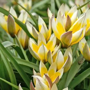 Тюльпан тарда