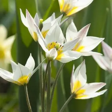 Тюльпан туркестанский