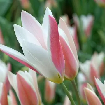 бело-розовый цветущий тюльпан