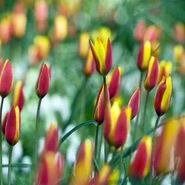 Красно-желтый цветущий тюльпан