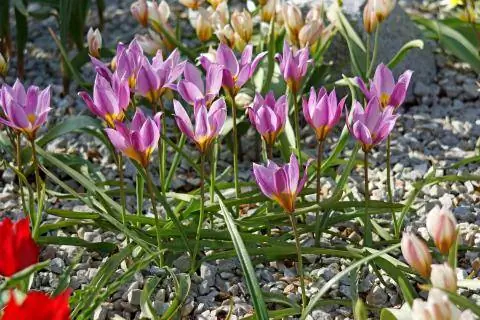 Низкий тюльпан (Tulipa humilis)