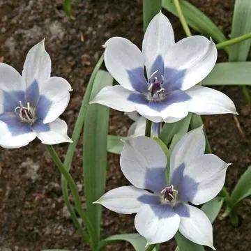 Сорт бело-голубых тюльпанов