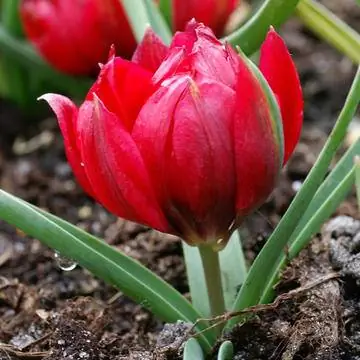 Красноцветущий сорт тюльпана
