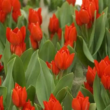 Красноцветущий сорт тюльпана