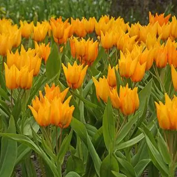 Оранжевый сорт тюльпана