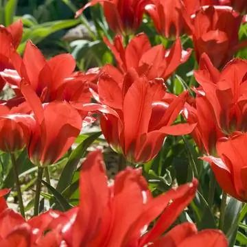 Тюльпан линифолия