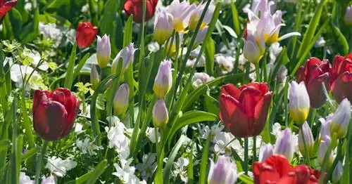 Дикие тюльпаны: нежные весенние цветы