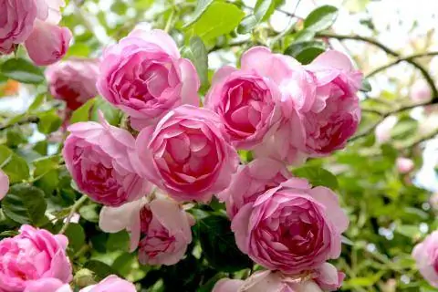 Плетистая роза Жасмина