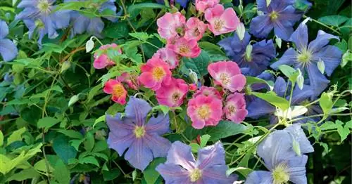 Плетистые розы и клематисы: идеальная пара для сада