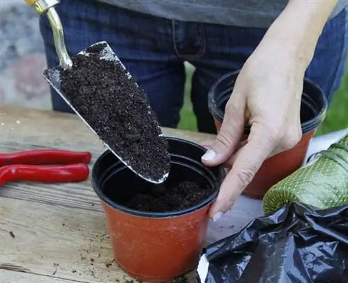 Посев грунта для черенков гортензии