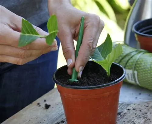 Посадить гортензию черенками