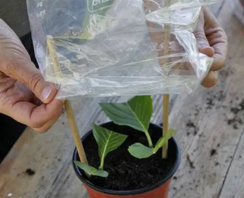 Укрытие черенков гортензии