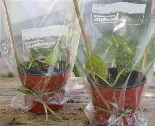 Укоренение черенков гортензии