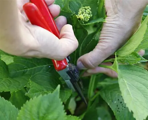 Нарежьте черенки гортензии