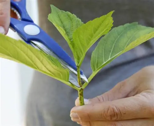 Подготовьте черенки гортензии