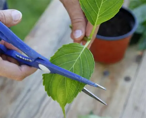 Укоротить листья черенков гортензии