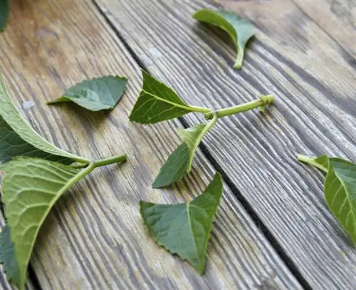 Черенкование гортензии