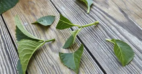 Размножение гортензий: это так просто