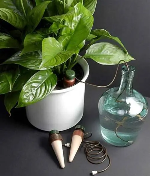 Полив комнатных растений