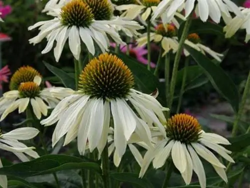 эхинацея