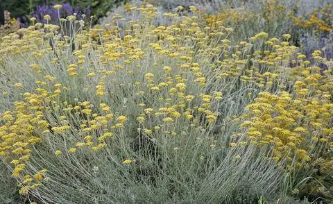 Трава карри (Helichrysum italicum)