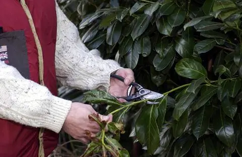 Вырезать вишневый лавр