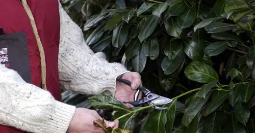 Повреждение морозом вишневого лавра и Ко