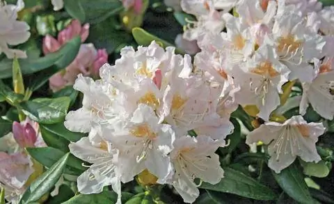 Рододендрон гибридный 'Cunningham's White'