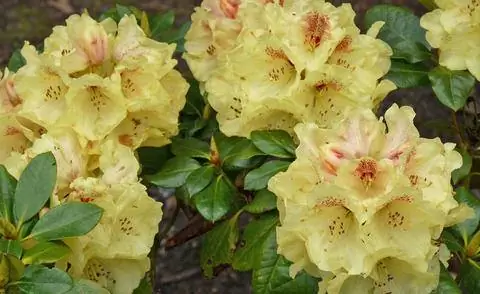 Рододендрон якушиманум 'Gold Prince'