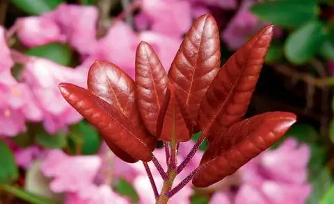 Листовой побег Rhododendron williamsianum