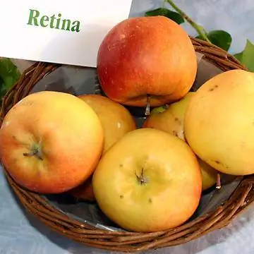 сетчатка